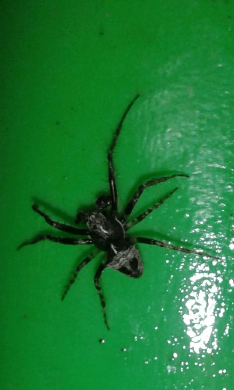 Gibbaranea sp. (Araneidae)?